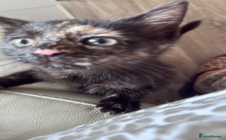 Domestic Shorthair cats - Advert 7