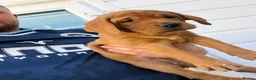 Labrador Retriever dogs for sale: Fox red labarador  - Advert 6