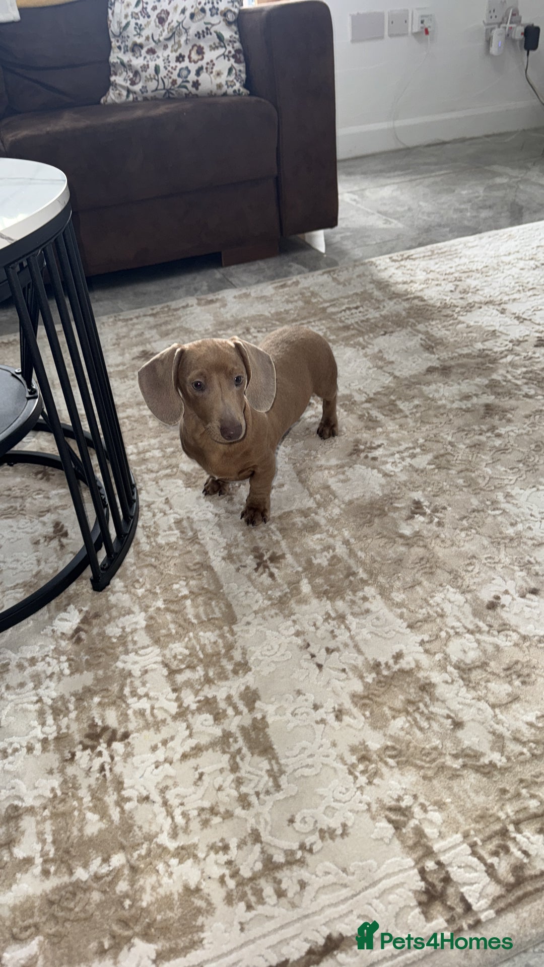 Dachshund dogs for sale: Dachshund  - Advert 1