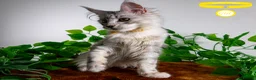 Maine Coon cats for sale: Stunning Maine Coon Kittens Ready - Advert 5