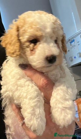 Maltipoo dogs - Advert 1