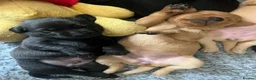 Labrador Retriever dogs for sale: Superb pedigree KC reg Labrador Retriever Puppies - Advert 23