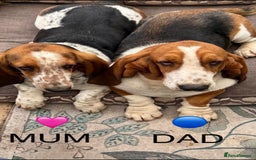 Basset Hound dogs for sale: Beautiful Basset Hound Puppies  - Image 5