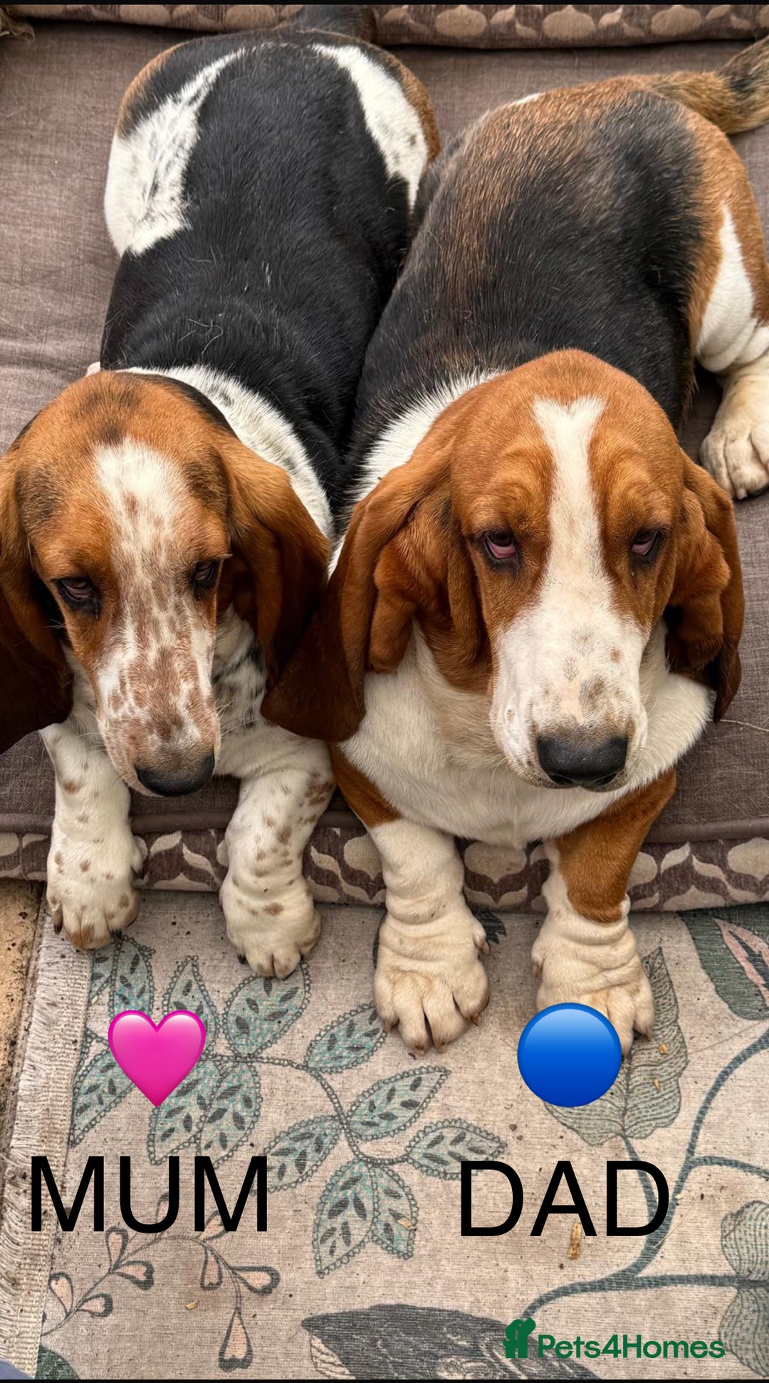 Basset Hound dogs for sale: Beautiful Basset Hound Puppies  - Image 5