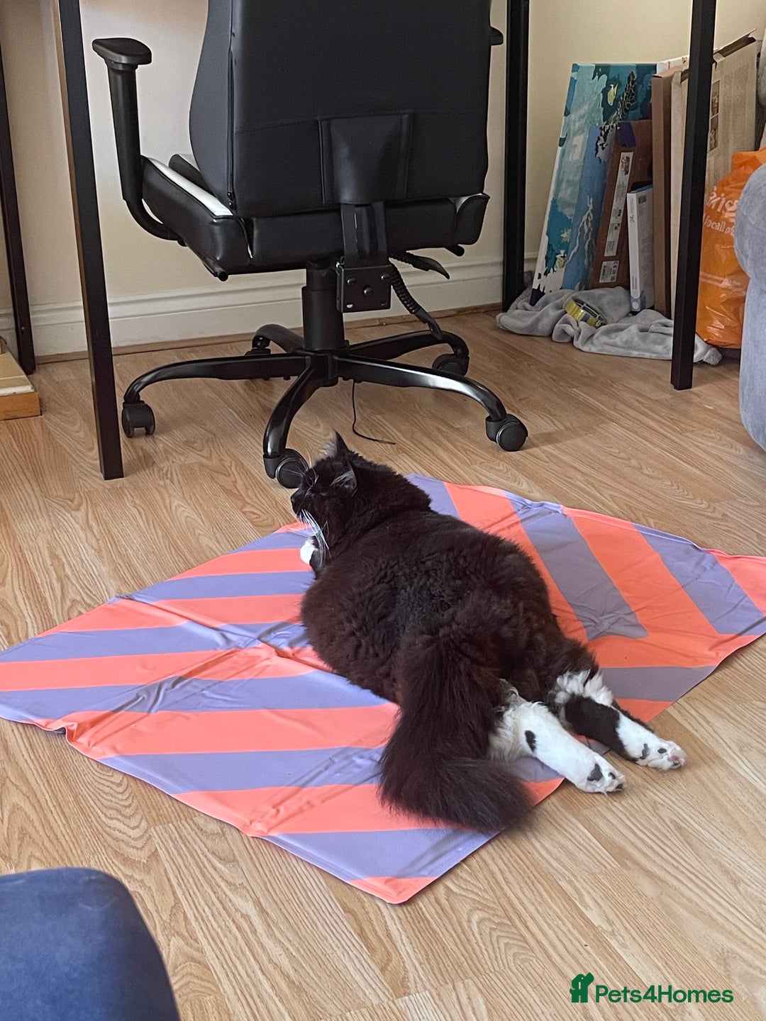 British Longhair cats for sale: 4 year old blind stick needs a new home - Advert 6