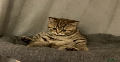 British Shorthair cats - Advert 3