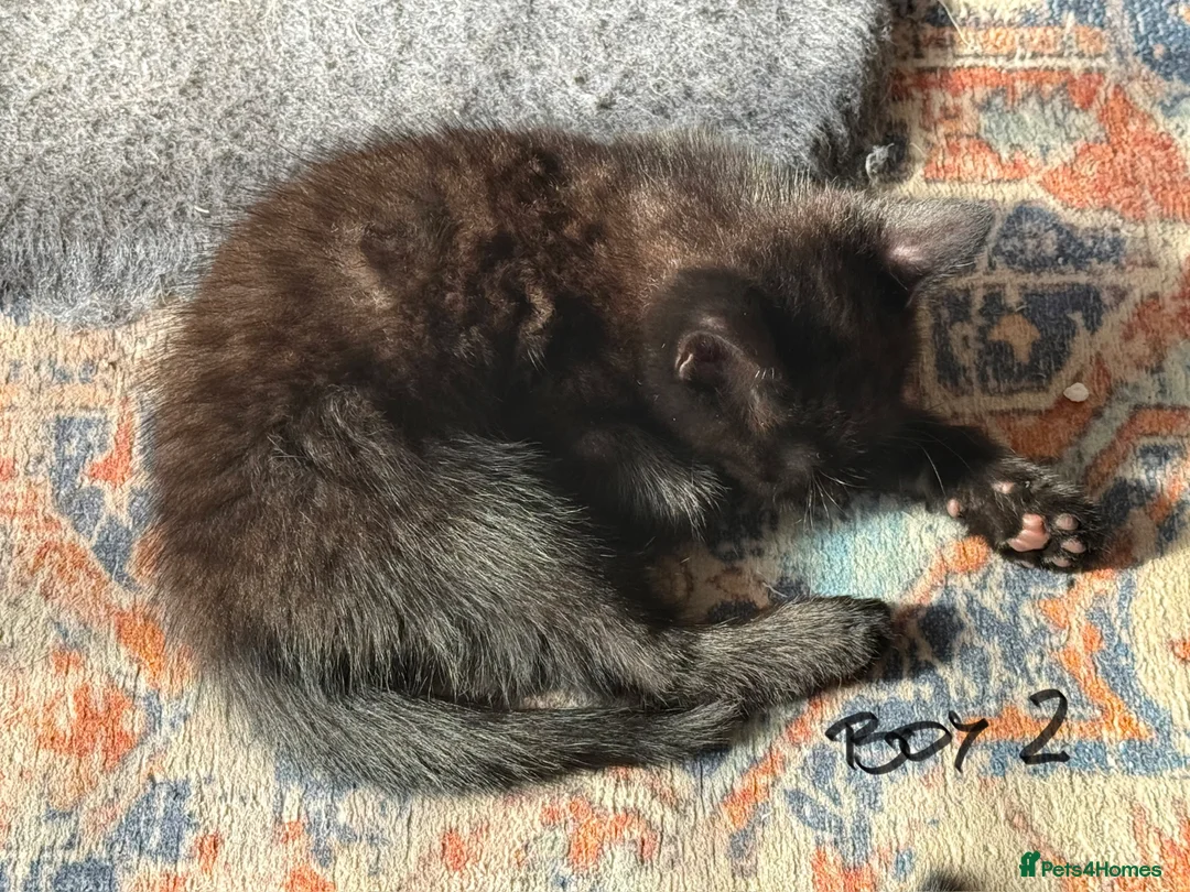 Mixed Breed cats for sale: Chocolate brown tabby kittens 🐱  - Advert 5