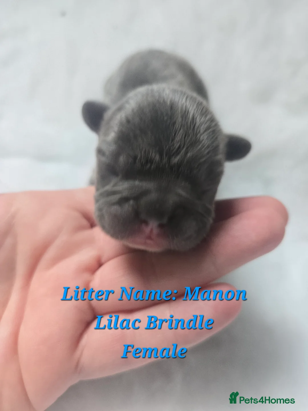 French Bulldog dogs for sale: BRAND NEW FRENCH BULLDOG PUPPIES BORN 9TH MAY - Advert 2