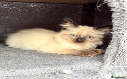 Ragdoll cats for sale: Sapphire's Ragdolls - Image 29