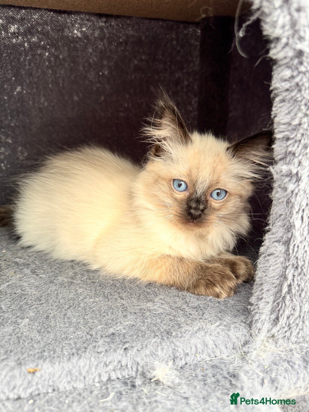 Ragdoll cats for sale: Sapphire's Ragdolls - Image 29