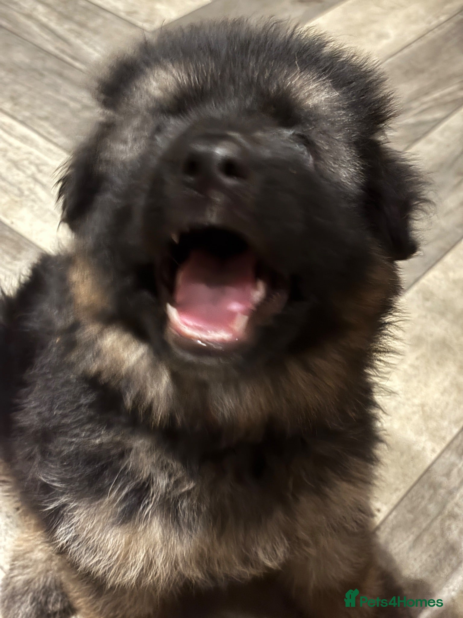 German Shepherd dogs Stunning GSD working line puppies  - Advert 2
