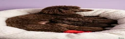 Shihpoo dogs for sale: Shipoo Pups for sale - Advert 2