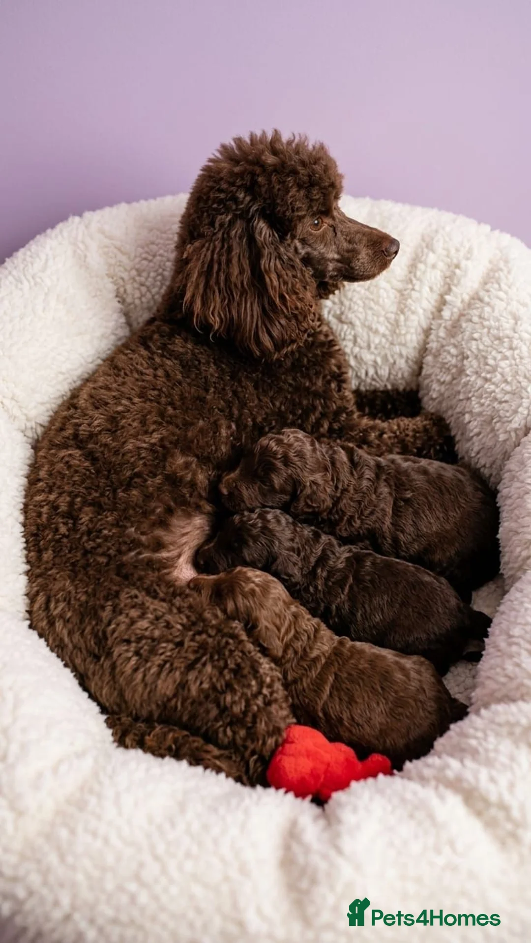 Shihpoo dogs for sale: Shipoo Pups for sale - Advert 2