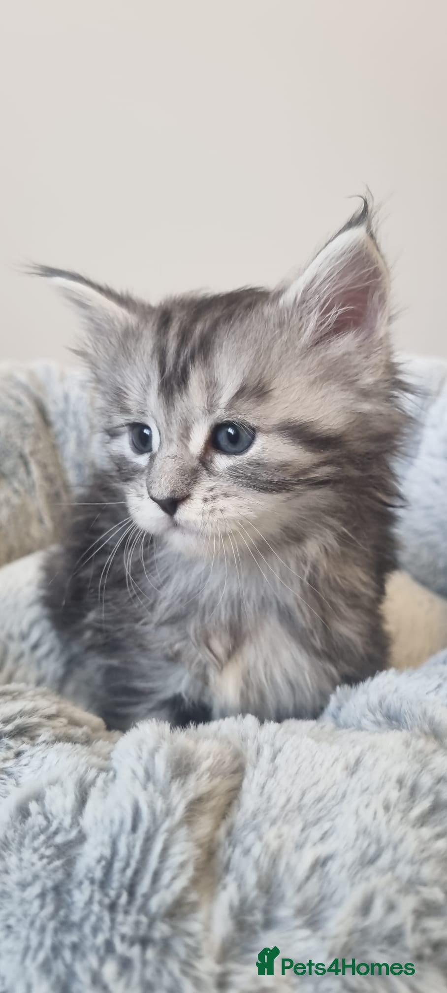 Maine Coon cats Tica Registered, Russian Line Maine Coon Kittens - Advert 2