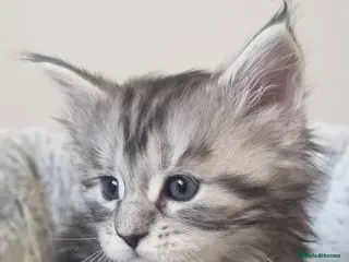 Maine Coon cats Tica Registered, Russian Line Maine Coon Kittens - Advert 2