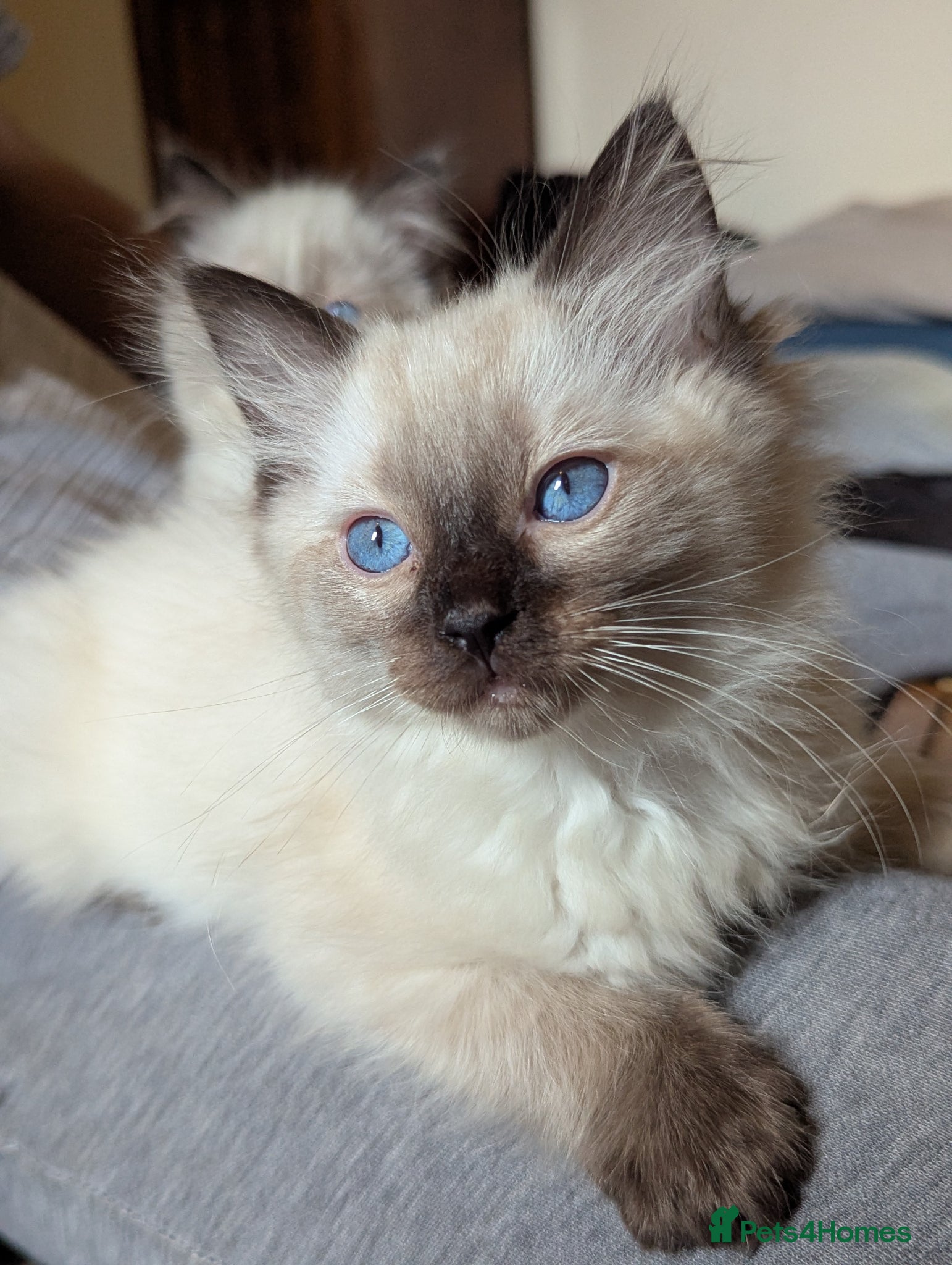 Ragdoll cats READY NOW 🩵 LAST BOY AVAILABLE! 🩵 - Advert 10