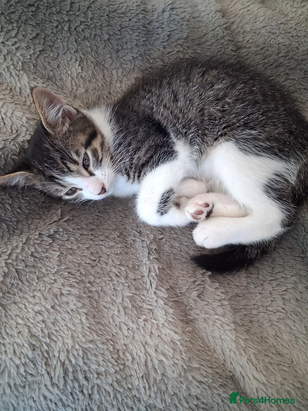 Mixed Breed cats for sale: Cute one boy left - Advert 4