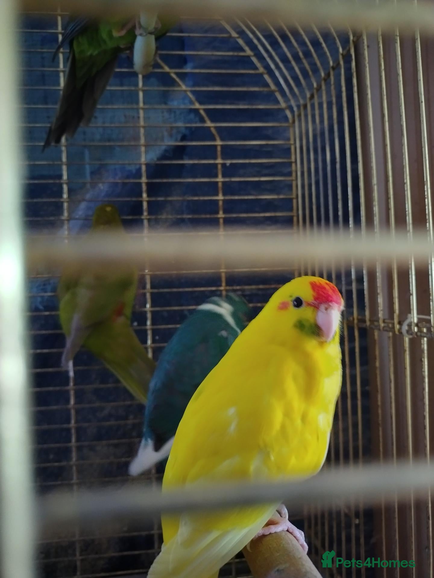 Parakeets birds For sale  - Advert 4