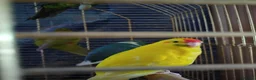Parakeets birds for sale: For sale  - Advert 1