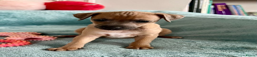 Italian Greyhound Puppy 1