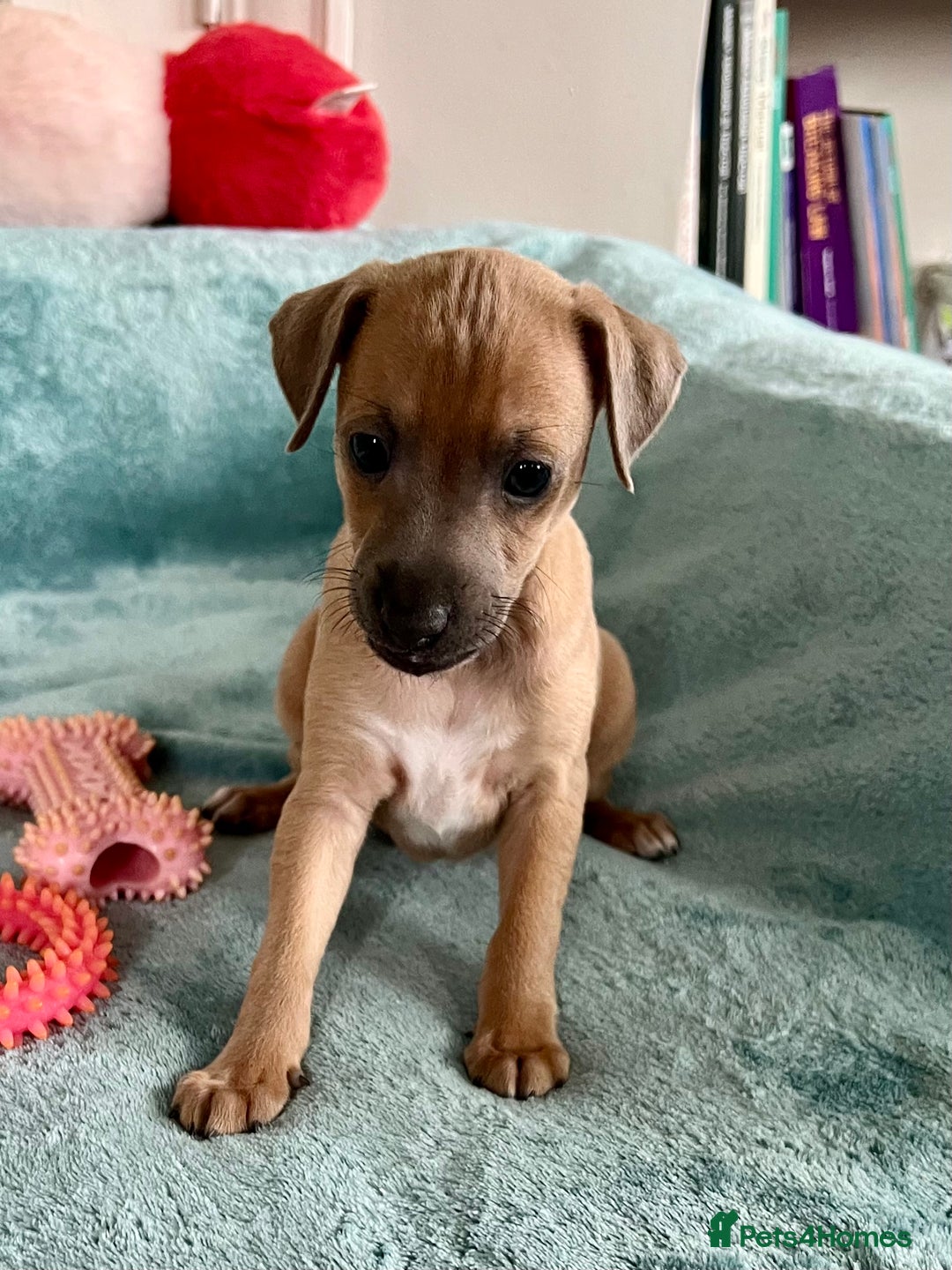 Italian Greyhound dogs for sale: KC Reg. Stunning Italian Greyhound Pups. - Image 6