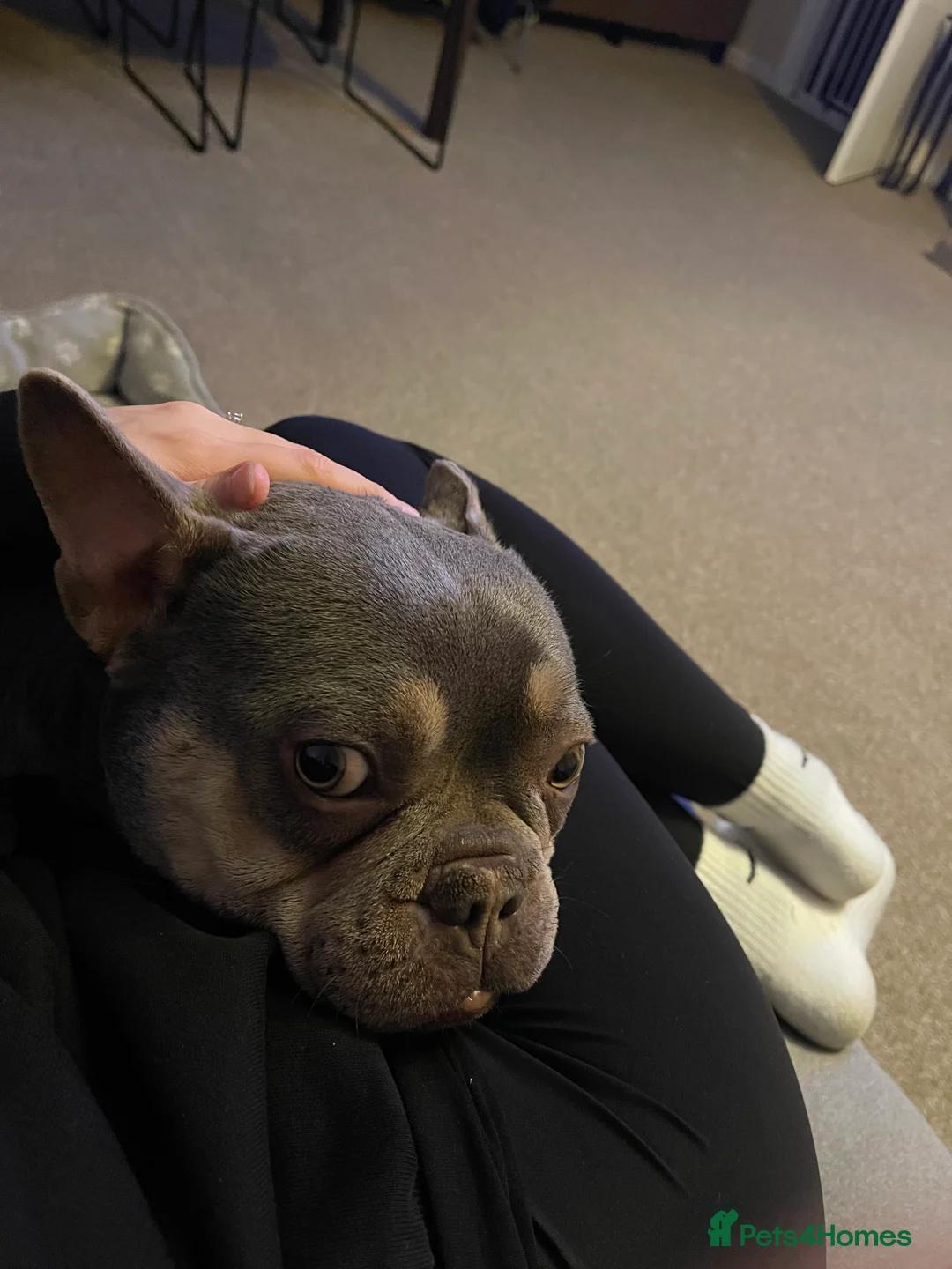 French Bulldog dogs for sale: Home for Hugo - Advert 4