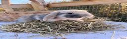 Mini Lop rabbits for sale: Mini Lop bunnies  - Advert 4