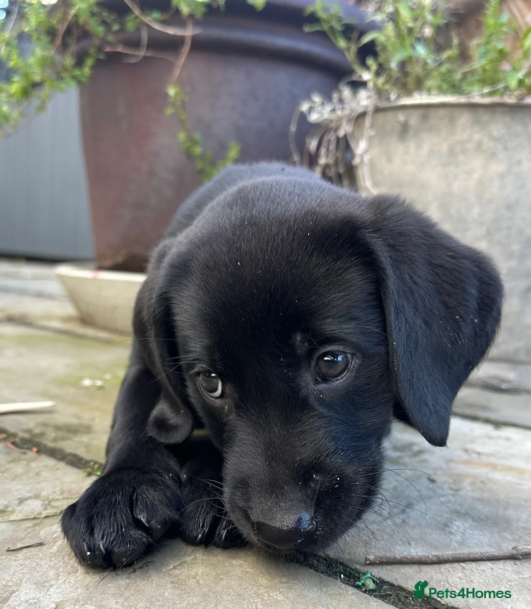 Labrador Retriever dogs for sale: Last 2 stunning kc reg black labradors - Advert 6