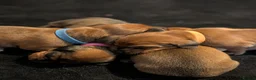 Miniature Dachshund dogs for sale: Miniature dashaund puppies  - Advert 22