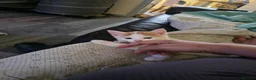 Domestic Shorthair cats for sale: Kitten looking for new lovely home  - Advert 13