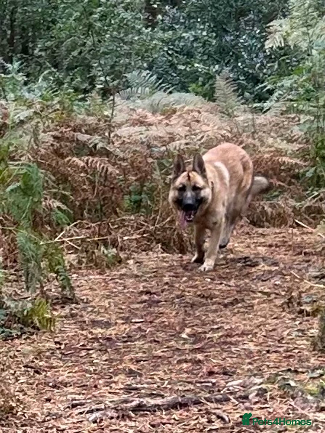 German Shepherd dogs for sale: Male German shepherd  - Advert 10