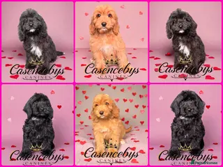Cockapoo dogs 🐶THE MOST PERFECT DNA CLEAR MINI F1 COCKAPOOS🐶 - Advert 3