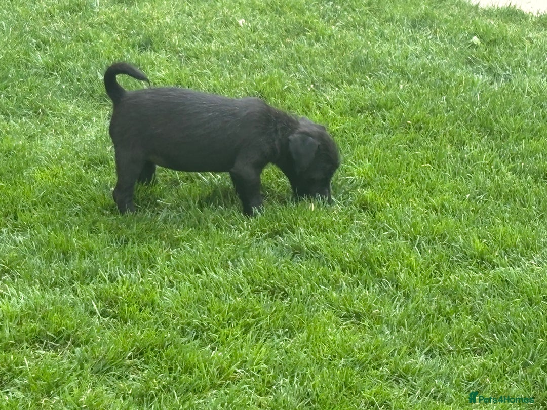 Mixed Breed dogs for sale: Working Lakeland x Patterdale  - Image 12