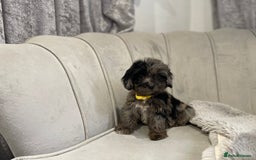 Cockapoo dogs for sale:  pra clear cockapoo puppy’s ready in 1 weeks - Image 7