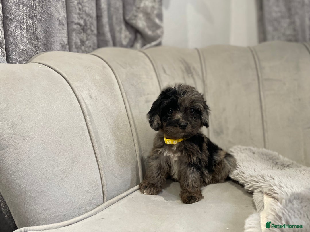 Cockapoo dogs for sale:  pra clear cockapoo puppy’s ready in 1 weeks - Image 7