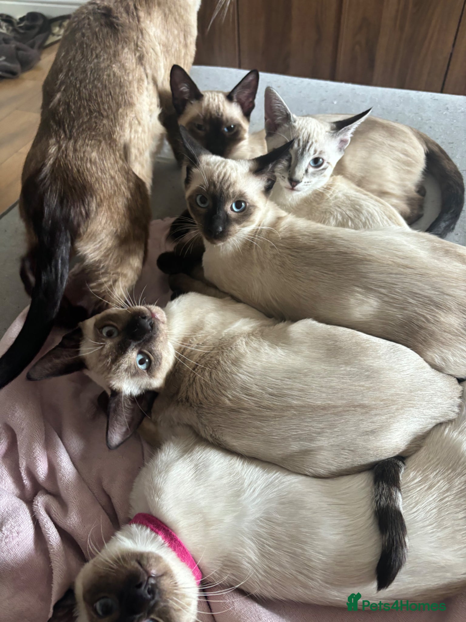 Siamese cats 3 Social Siamese Kittens - Ready to go home - Advert 1