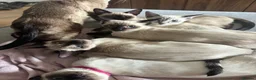 Siamese cats for sale: 1 Siamese Girl Kitten Left - Advert 1