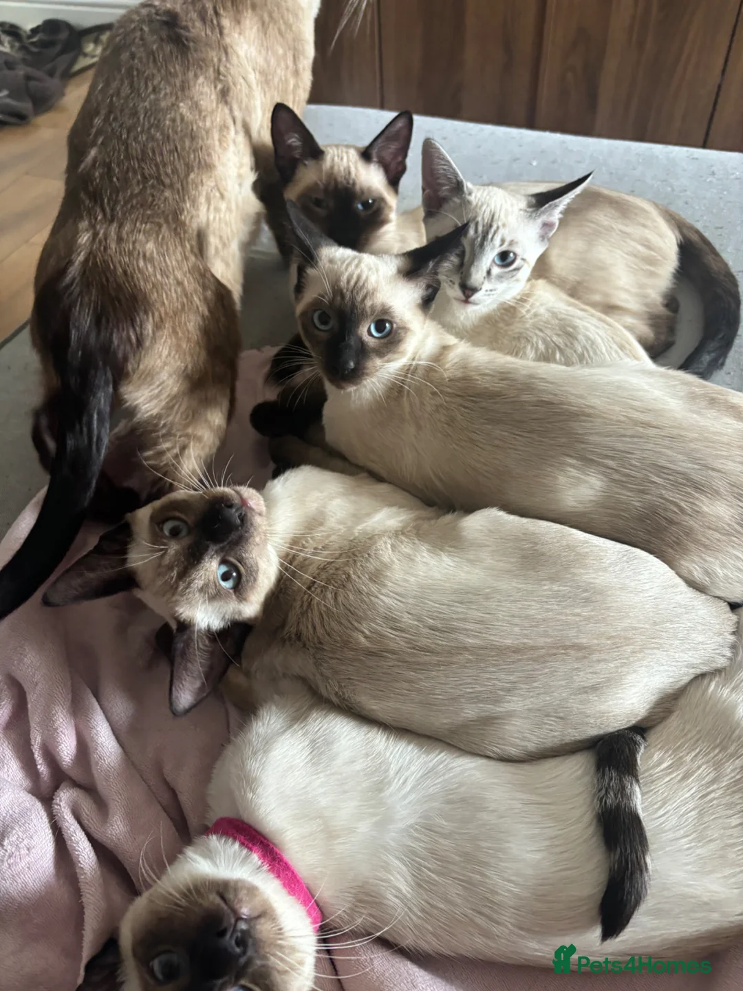 Siamese cats for sale: 1 Siamese Girl Kitten Left - Advert 1