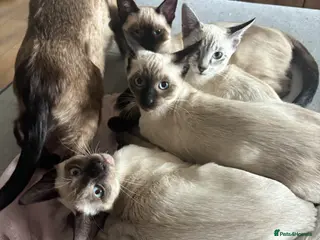 Siamese cats 3 Siamese Kittens - Ready to go home - Advert 3