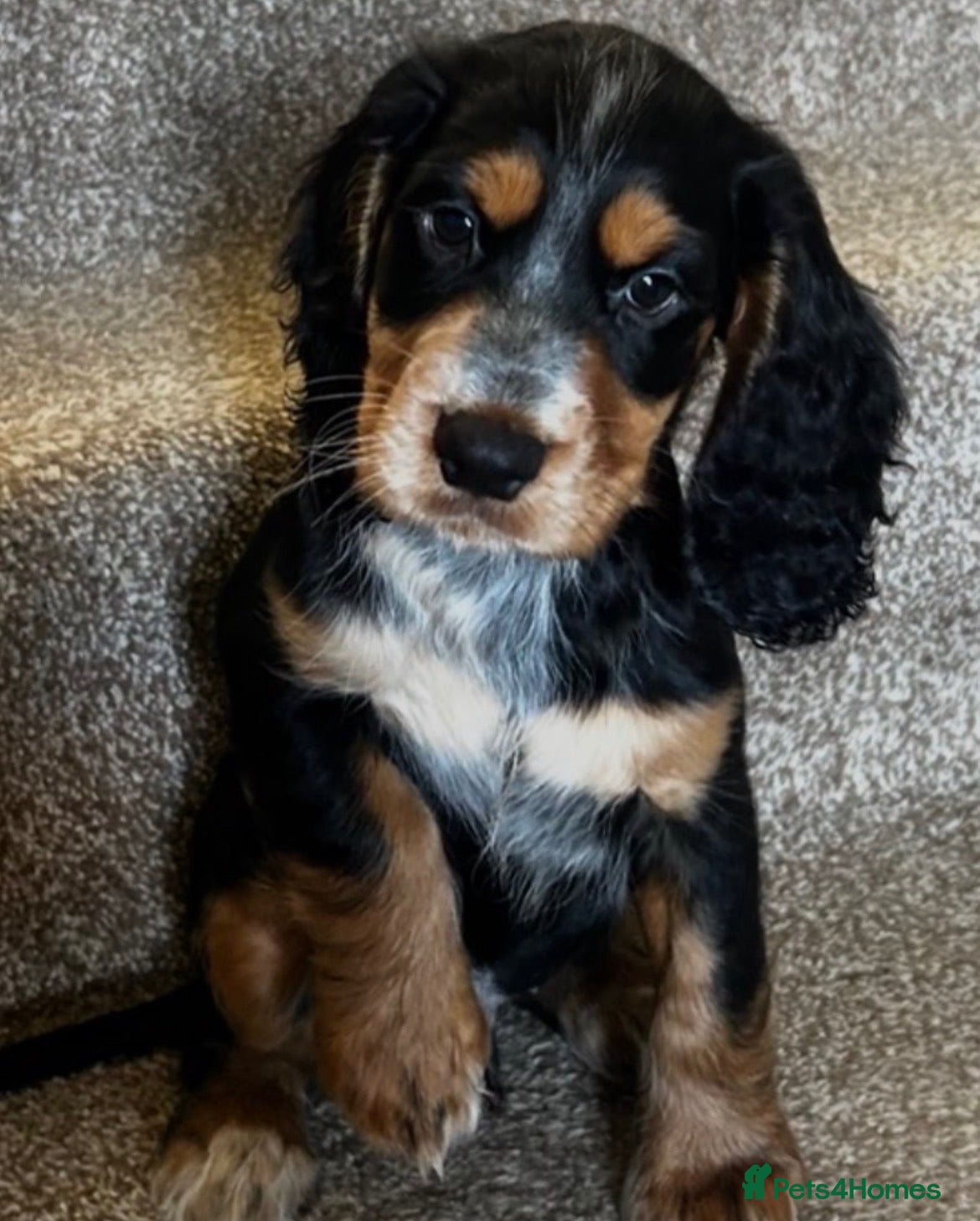 Cocker Spaniel dogs for sale: 11 weeks old cocker spaniel’s puppies 🌟🌟🌟🌟🌟 - Advert 2
