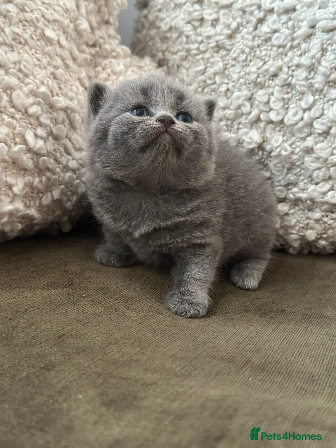 British Shorthair cats for sale: GCCF Registered British Shorthair kittens  - Advert 24