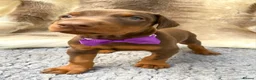 Dobermann dogs for sale: KC REG HEALTH TESTED EUROPEAN DOBERMAN PUPPIES - Advert 22