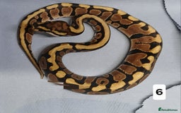 Python Snake reptiles for sale: Royal Python Morphs Females  - Image 4