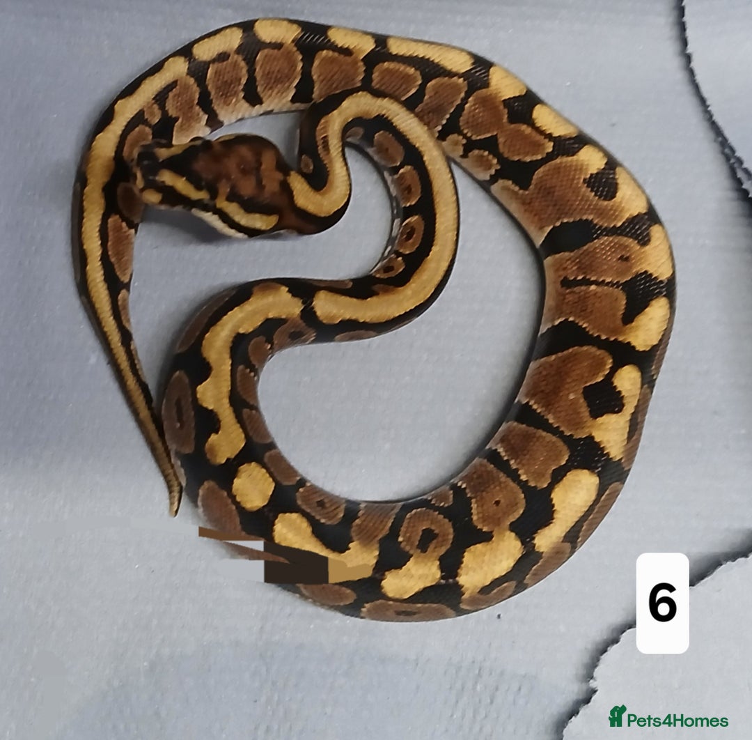 Python Snake reptiles for sale: Royal Python Morphs Females  - Image 4
