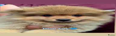 Pomeranian 1
