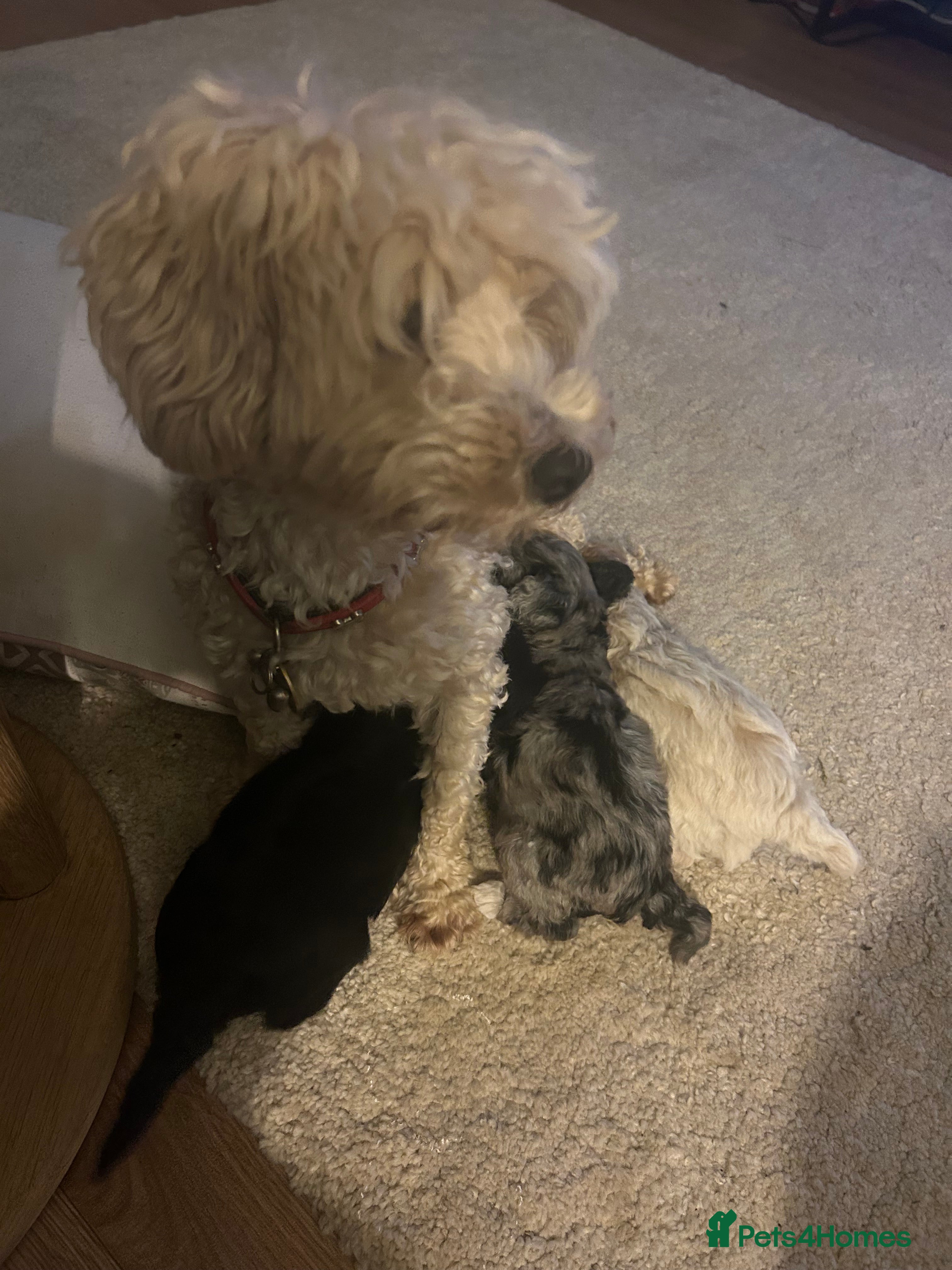 Maltipoo dogs Merle. Champagne, black pups Fully health tested - Advert 1