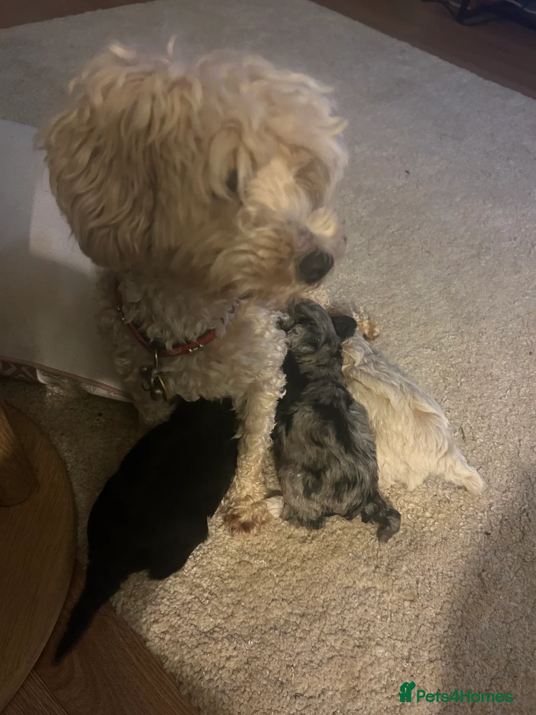 Maltipoo dogs for sale: Merle. Champagne, black pups Fully health tested in Newton Abbot - Advert 9