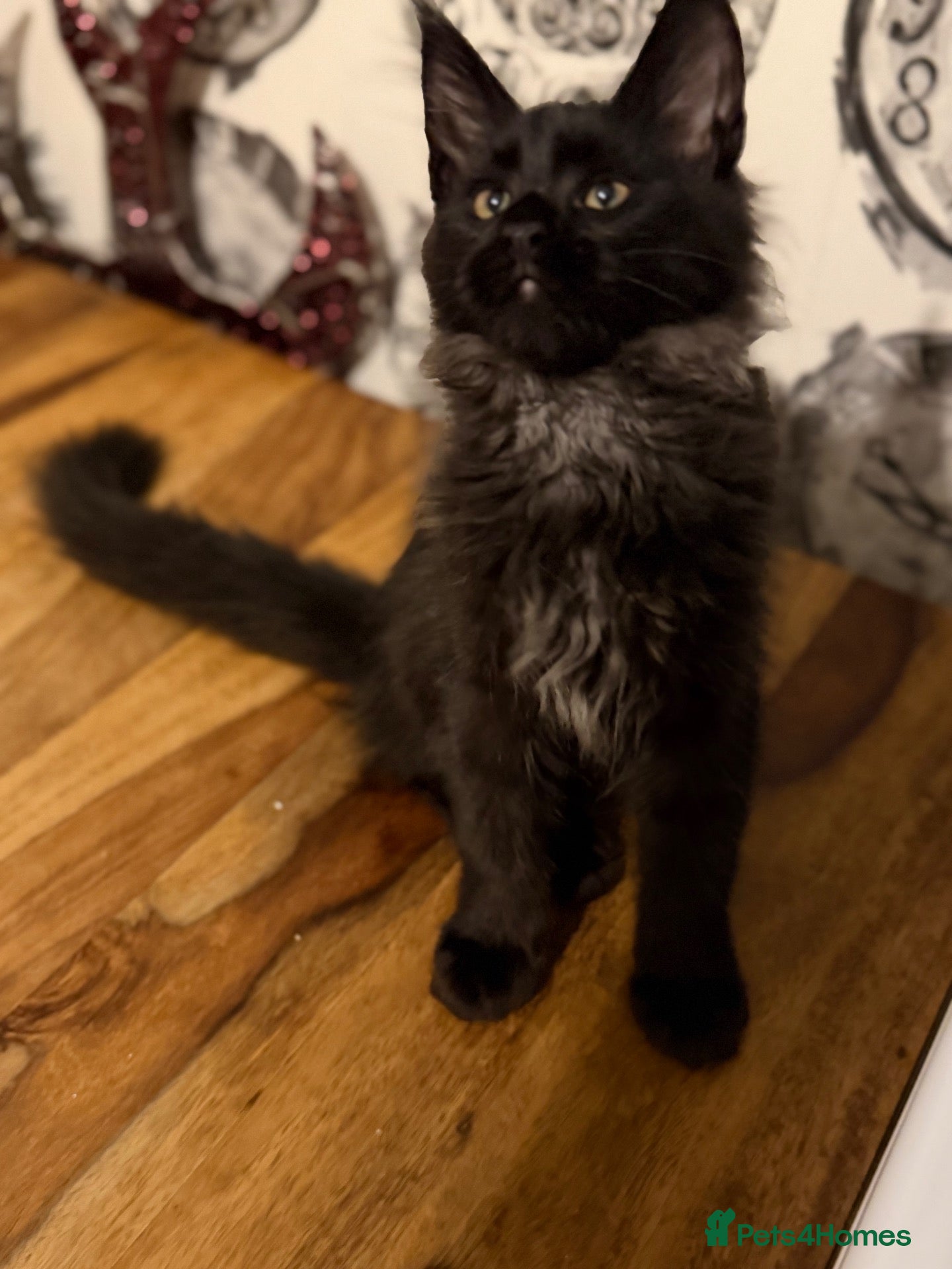 Maine Coon cats 4 Beautiful Maine coon girls TICA registered  - Advert 16