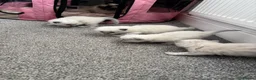 Ragdoll cats for sale: Pure blue point ragdolls  - Advert 15