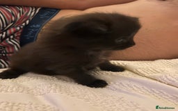 Ragdoll cats for sale: Gorgeous fluffy Ragdoll x kitten  - Image 6